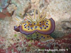 Nudibranch,Great Barrier Reef Australia.IXUS 400 Digital by Marcus Joseph 